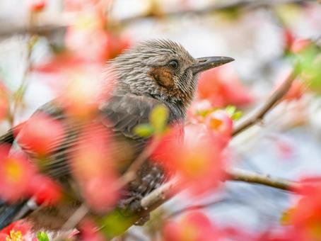 ボケの花とヒヨドリ ボケの花とヒヨドリの写真