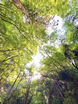 緑あふれる森林を見上げる 緑あふれる森林を見上げる 森林浴,森林,森の写真素材