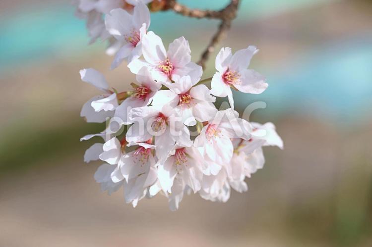 ソメイヨシノ1　桜 さくら,桜,桜の花の写真素材