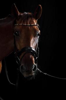 カメラ目線のおしゃれな馬具をつけた茶色の馬 馬,馬の顔,アップの写真素材