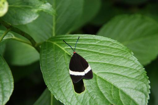 黒い羽根の蛾(ホタルガ) 黒い羽根の蛾(ホタルガ) 虫,蛾,ガの写真素材