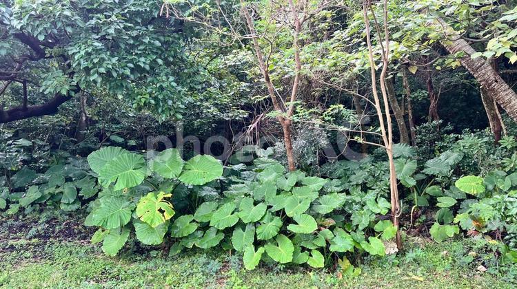 森の中の雑木林 雑木林,森,自然の写真素材