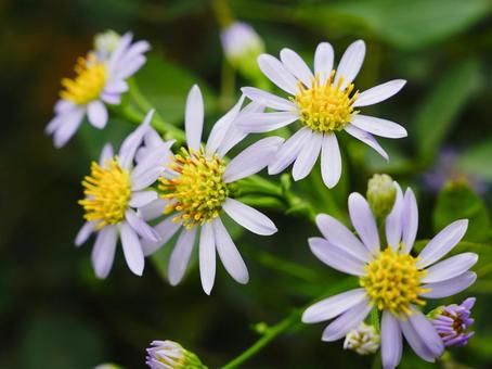 秋の花壇に咲くノコンギク野紺菊 秋の花壇に咲くノコンギク野紺菊の写真