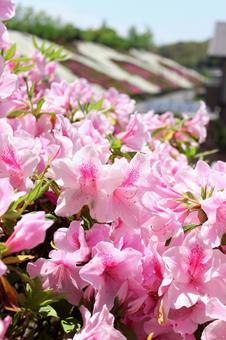 Azalea, JPG Azalea, JPG