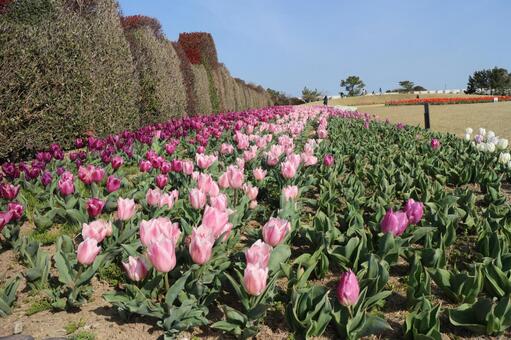 チューリップ チューリップ,公園,ピンクの写真素材