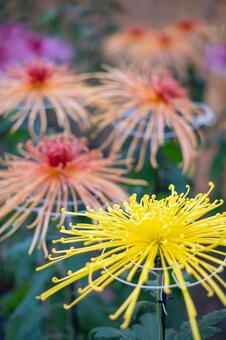 黄色い菊の花 菊,キク,菊の花の写真素材