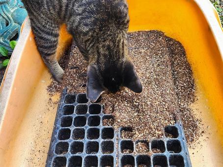 Rescued cat toilet, JPG Rescued cat toilet, JPG