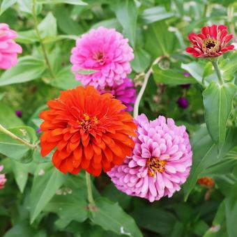 ジニア３ ジニア,花,かわいいの写真素材