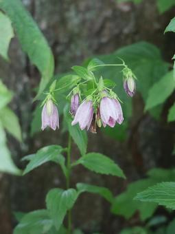 Bellflower, JPG