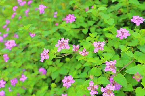 コバノランタナ 紫色の花 コバノランタナ 紫色の花 花,植物,コバノランタナの写真素材