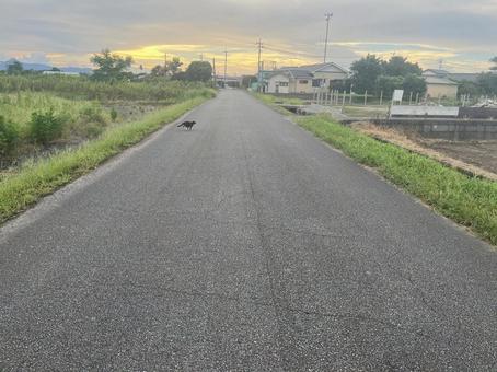 道の先の猫 道の先の猫の写真