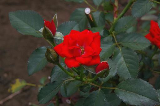 バラ オレンジ・ジュエル バラ オレンジ・ジュエル バラ,オレンジ・ジュエル,赤の写真素材