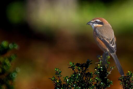 枝にとまるモズ・百舌鳥・コピースペース モズ,百舌鳥,野鳥の写真素材
