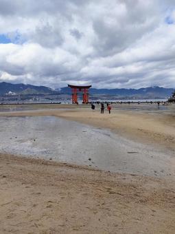 干潮 厳島神社の鳥居 干潮 厳島神社の鳥居の写真