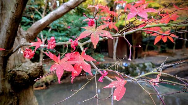 もみじ もみじの写真