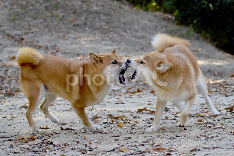 柴犬・戯れ 柴犬,柴,犬の写真素材