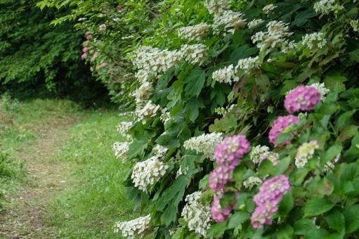Hydrangeas and Japanese hydrangeas decorating the path, JPG Hydrangeas and Japanese hydrangeas decorating the path, JPG