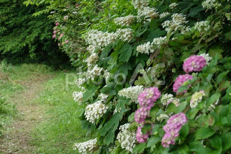 小道を彩るカシワバアジサイと紫陽花 カシワバアジサイ,紫陽花,花の写真素材