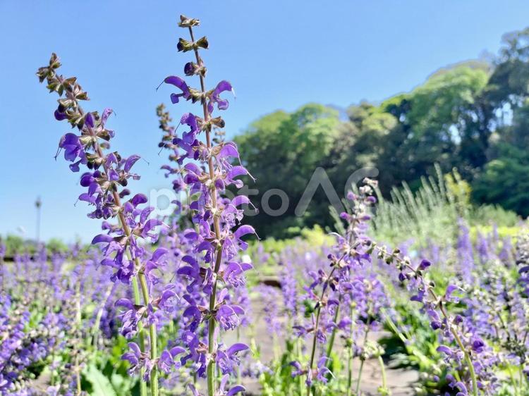 セージの花　くりはま花の国のハーブ園にて くりはま花の国,セージ,サルビア・プラテンシスの写真素材