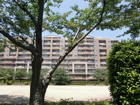 五月の緑風景-9 五月,緑,風景の写真素材