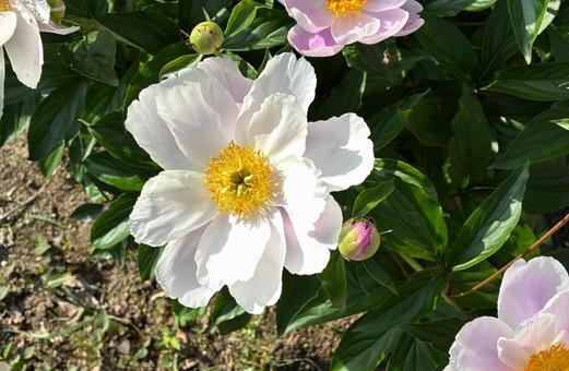 Photo, white, sunny, it's beautiful, 