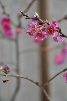 八重咲きの梅の花 八重咲きの梅の花の写真