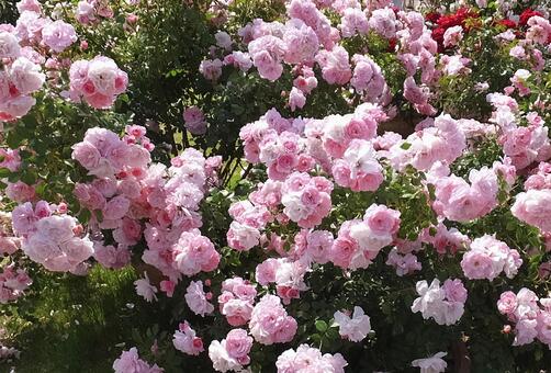 バラ [Rose]-013の写真