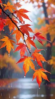 雨の中のもみじ　秋の紅葉の写真