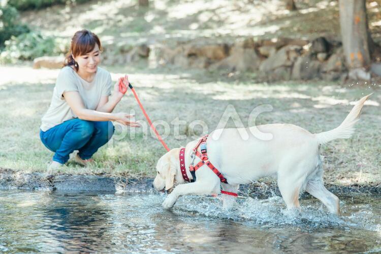 犬の散歩をする女性 愛犬家,愛犬,譲渡会の写真素材