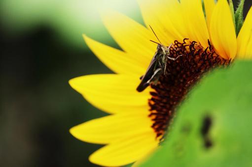 Grasshoppers and sunflowers in the gentle light, JPG