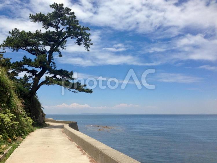 佐久島の海と松 海,島,青空の写真素材
