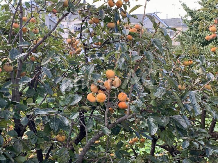 柿の木 柿,果物,木の写真素材