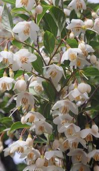 コヤスノキの写真