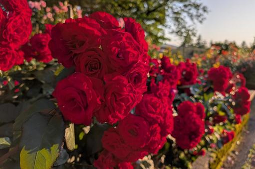 深紅のバラの写真