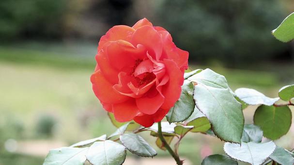 河津バカテル公園　秋バラ 薔薇,秋,花の写真素材