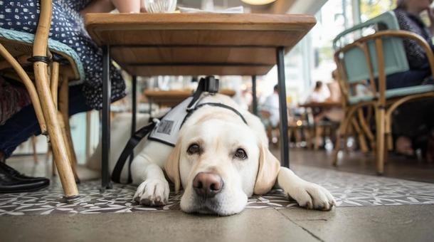 伏せる盲導犬・ラブラドールレトリバー 伏せる盲導犬・ラブラドールレトリバーの写真