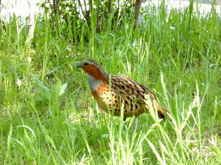 郊外の草むらに現れたコジュケイ 郊外の草むらに現れたコジュケイ コジュケイ,鳥,野鳥の写真素材
