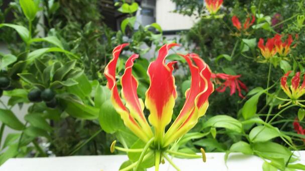 花 花の写真