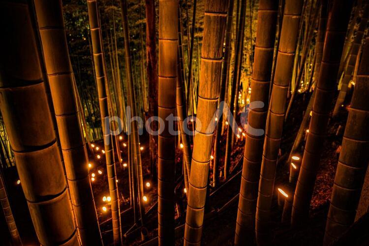 竹林の小径ライトアップ（小机城址市民の森） 竹林,ライトアップ,日本文化の写真素材
