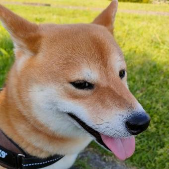 お散歩が楽しい柴犬くるみの笑顔です! お散歩が楽しい柴犬くるみの笑顔です!の写真