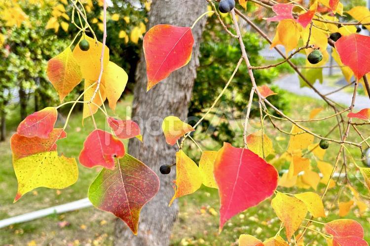 カラフルな色が美しいナンキンハゼの葉と実 葉,美しい,紅葉の写真素材