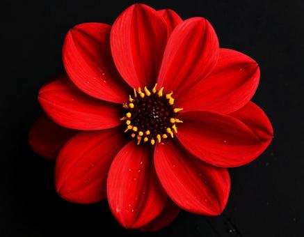 真っ赤な花 真っ赤な花の写真