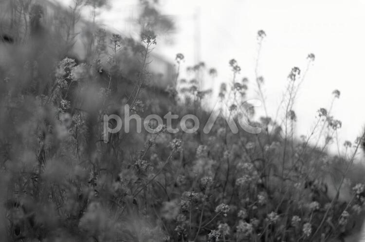電車と菜の花の風景　白黒 4月,flower,きれいの写真素材