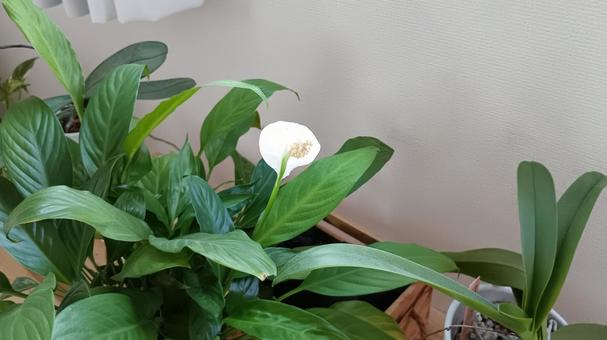 花に見えるのは苞 花に見えるのは苞の写真