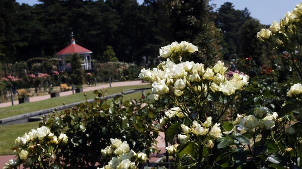 ばらの花の写真