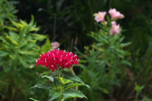 Red Pentas, JPG Red Pentas, JPG