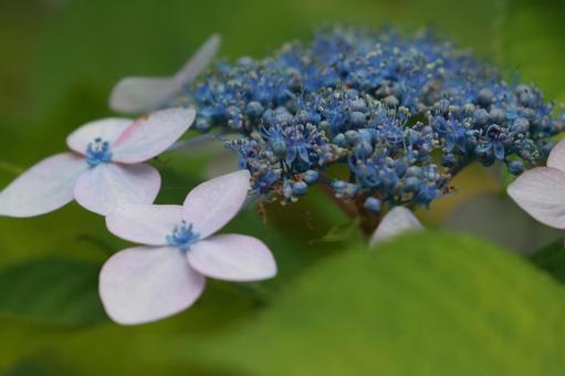 ガクアジサイ ガクアジサイ,紫陽花,装飾花の写真素材