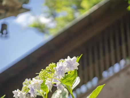 境内の紫陽花 境内の紫陽花の写真