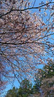 青空と桜 青空と桜の写真