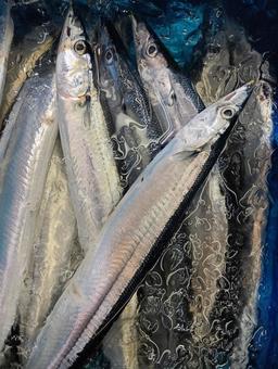 秋刀魚 秋刀魚の写真